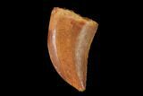 Serrated, Juvenile Carcharodontosaurus Tooth - Morocco #134976-1